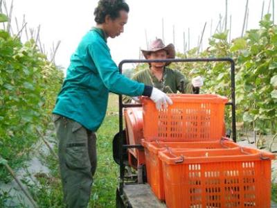 thailand agriculture