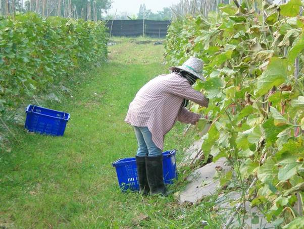 asean farming