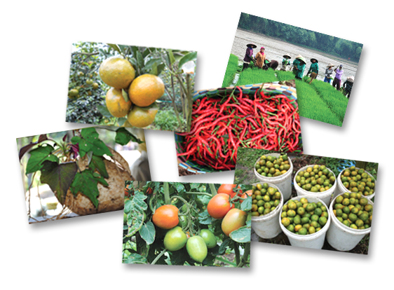 tanaman pangan, perkebunan, hortikultura