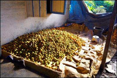 farm harvest